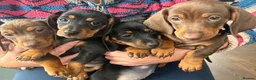 Miniature Dachshund dogs for sale: Miniature dachshund puppys in Manchester - Advert 2