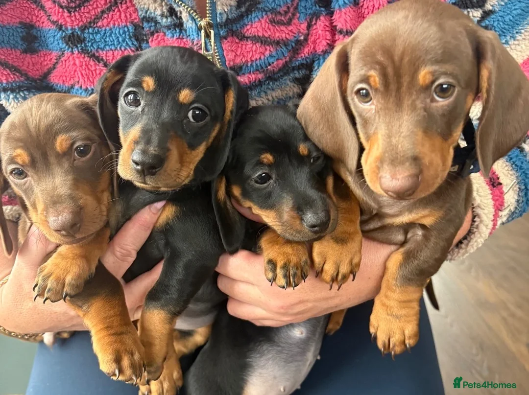 Miniature Dachshund dogs for sale: Miniature dachshund puppys in Manchester - Advert 2