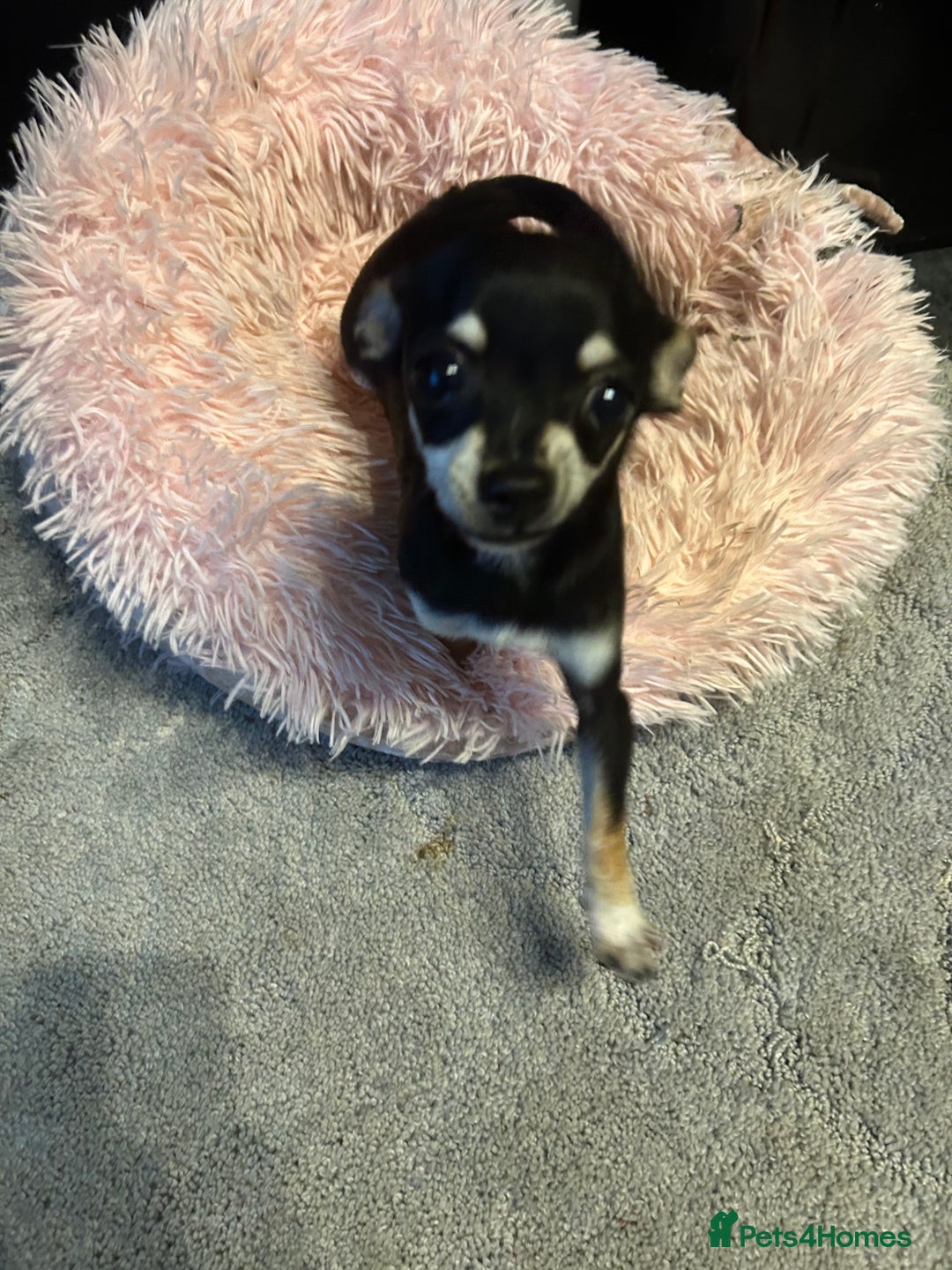 Chihuahua dogs for sale: Male chihuahua  - Image 5