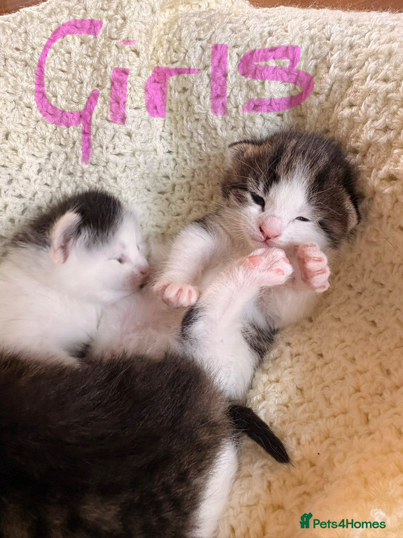 Mixed Breed cats for sale: Gorgeous kittens  in Nantwich - Advert 13