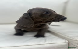 Miniature Dachshund dogs for sale: Beautiful babies - Image 7