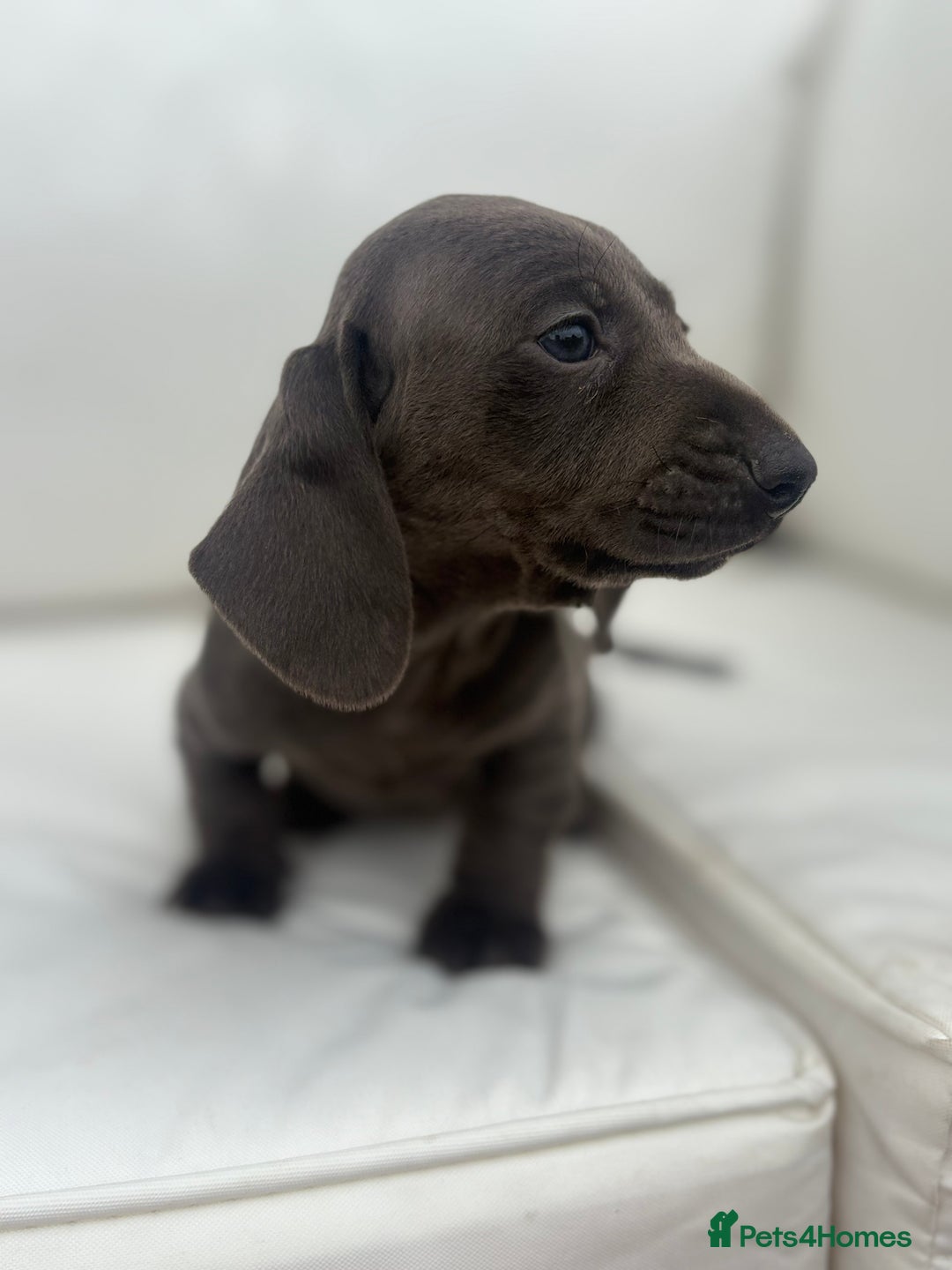 Miniature Dachshund dogs for sale: Beautiful babies - Image 7
