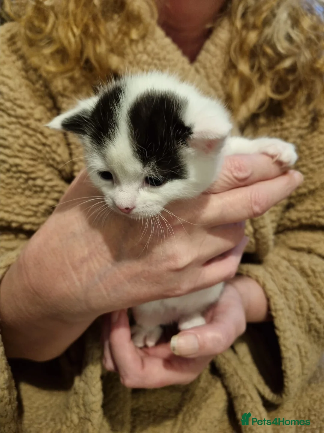 Mixed Breed cats for sale: 3 beautiful male kittens in Nottingham - Advert 2