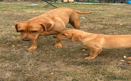 Labrador Retriever dogs for sale: Gorgeous girl - Image 4