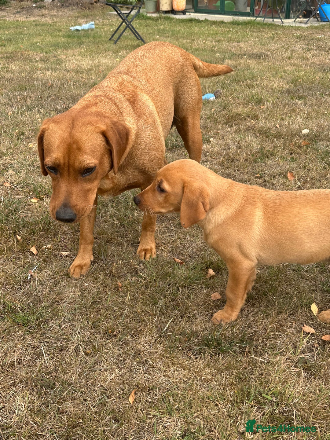 Labrador Retriever dogs for sale: Gorgeous girl - Image 4