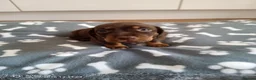Miniature Dachshund dogs for sale: Beautiful miniature dachshund puppies  in Cannock - Advert 5