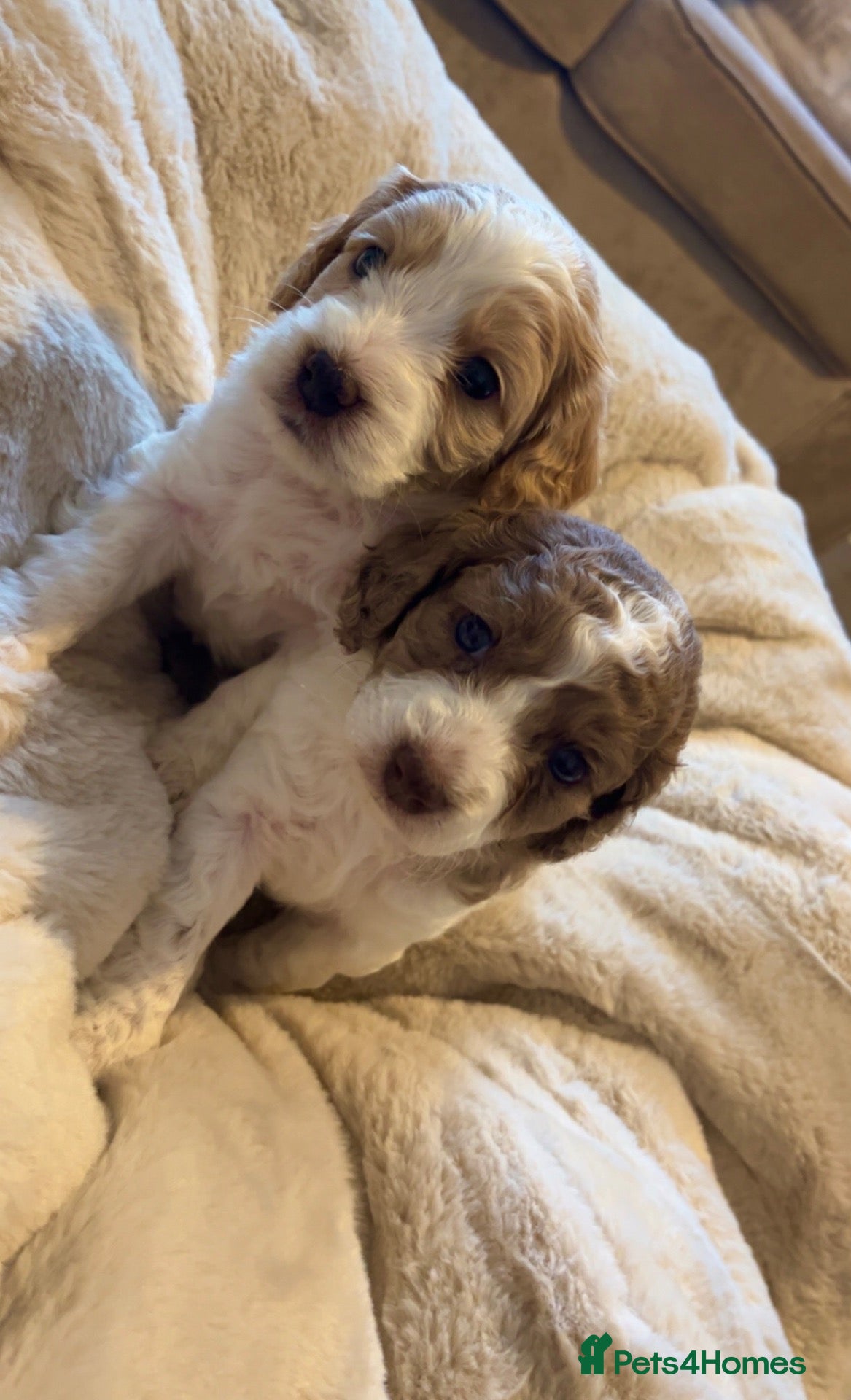 Cavapoo dogs 🐶Beautiful Cavapoo Puppies 🐾 - Advert 12