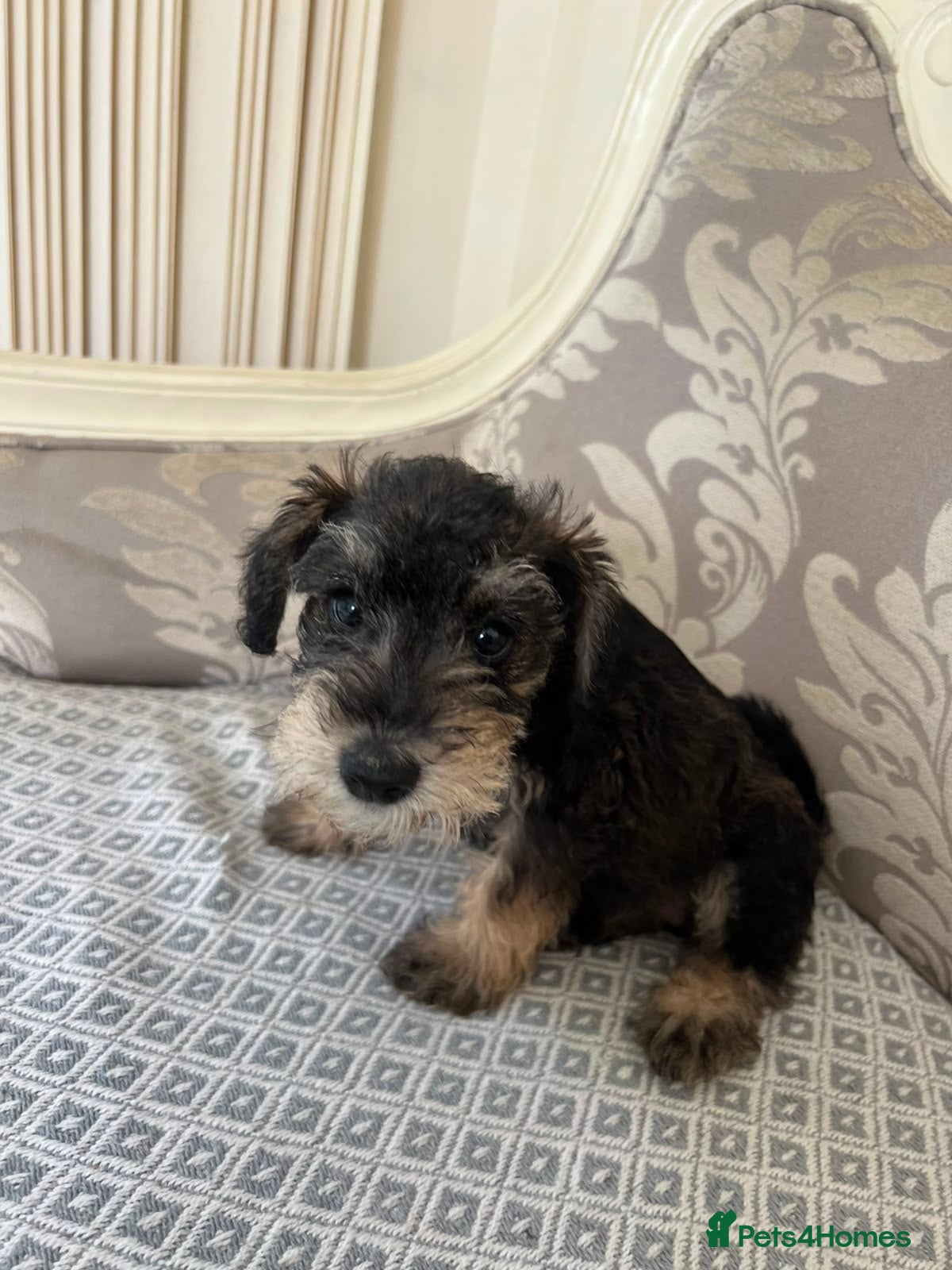 Schnoodle dogs 🐾🐶Schnoodles 🐶🐾 - Advert 11