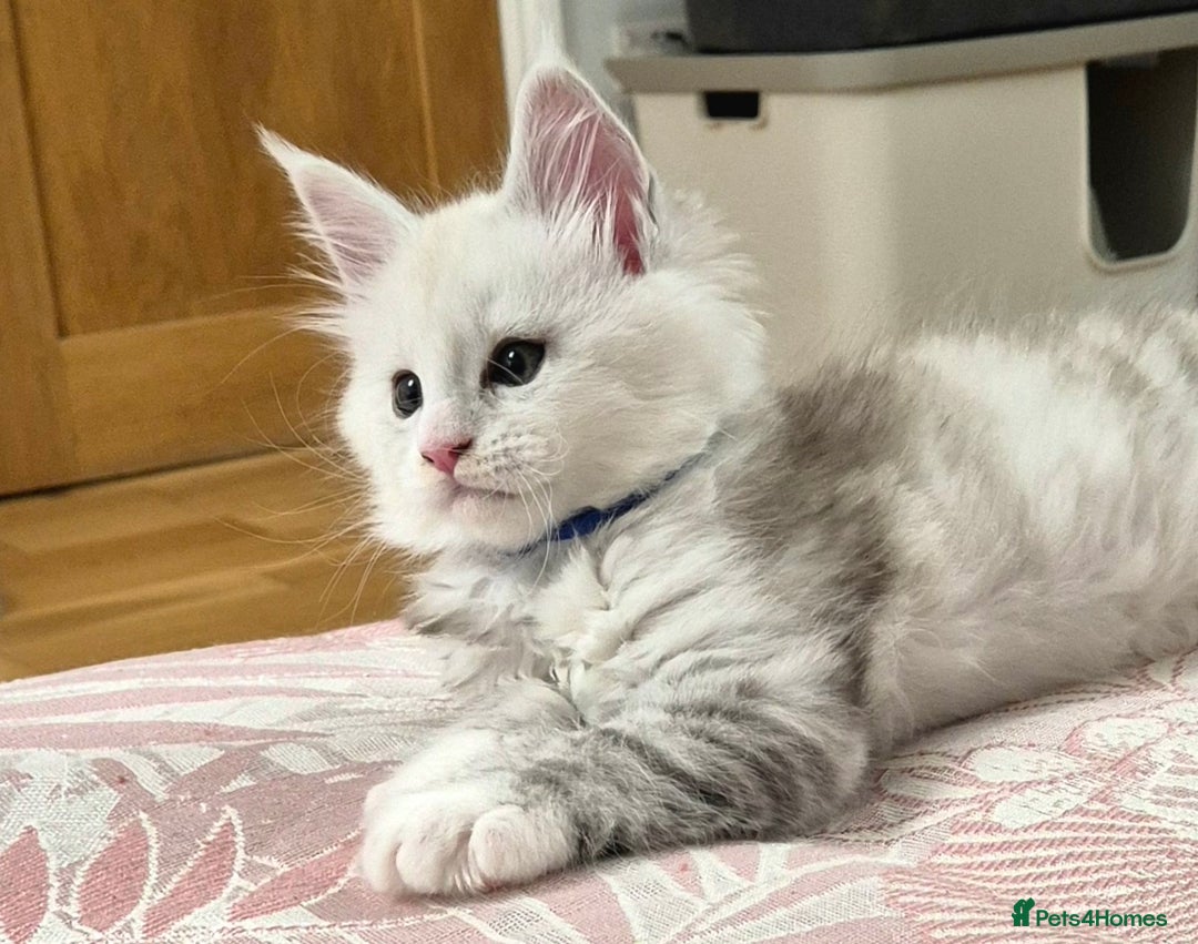 Maine Coon cats for sale: GCCF Pedigree Maine Coon Shaded Kittens - Advert 5