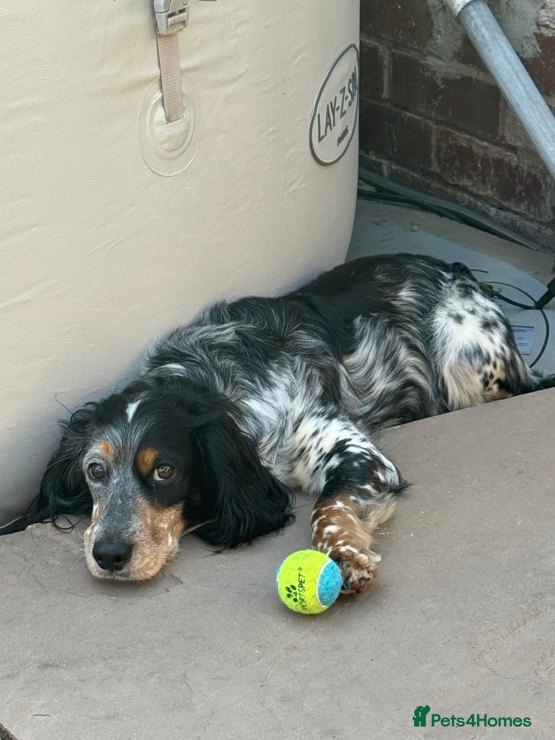 Cocker Spaniel dogs for sale: Cocker spaniel Puppies  - Advert 16