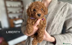 Cockapoo dogs for sale:  Perfect Cockapoo Puppies  🐶  - Image 22