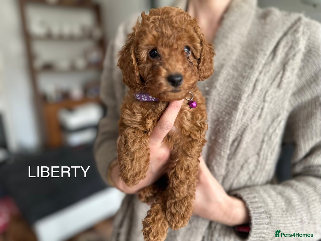 Cockapoo dogs for sale:  Perfect Cockapoo Puppies  🐶  - Image 22