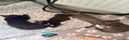 American Shorthair cats for sale: Cute black and grey kittens  in Northampton - Advert 28
