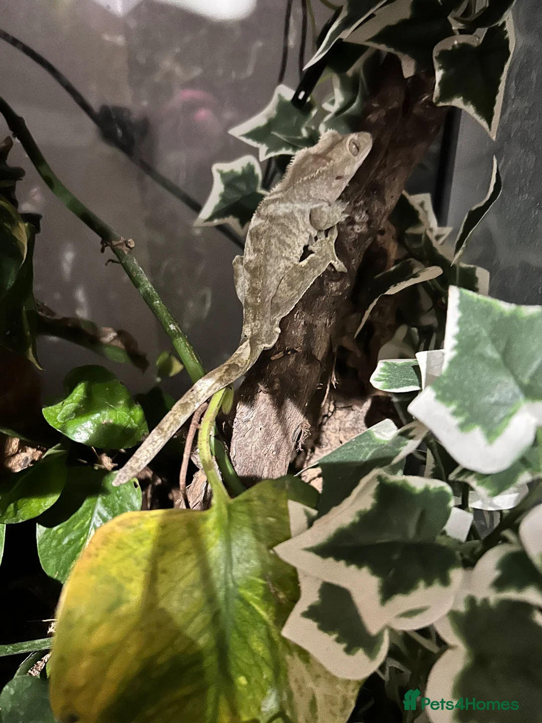 Gecko reptiles for sale: Male crested gecko and setup  in Bournemouth - Advert 1