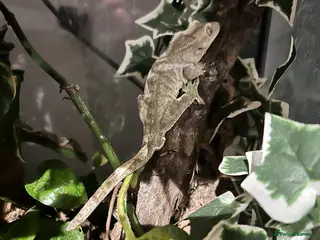 Gecko reptiles Male crested gecko and setup - Advert 12