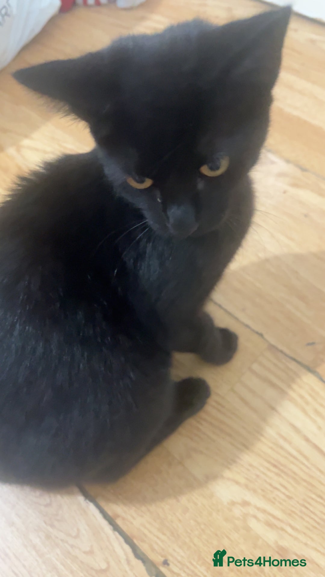 British Shorthair cats for sale: Black kitten - Image 3