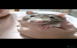 Rat rodents for sale: 2 male rats 1yr old with cage and accessories  - Image 2
