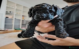 Mixed Breed dogs for sale: 5 Beautiful cocker poochon puppies for sale 😍 - Image 6