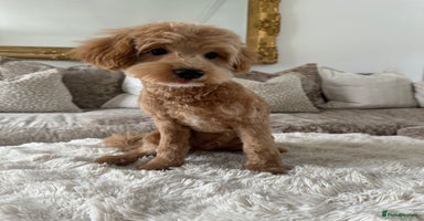 Maltipoo dogs - Advert 3