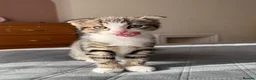 Mixed Breed cats for sale: Beautiful male kitten with folded ears in London - Advert 3