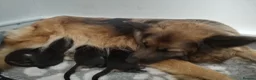 German Shepherd dogs for sale: KC registered Long Haired German shepherd puppies  - Advert 17