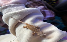 Gecko reptiles for sale: Baby crested geko  - Image 6