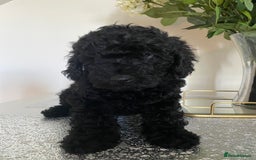 Miniature Poodle dogs for sale: Beautiful miniature poodles  - Advert 15