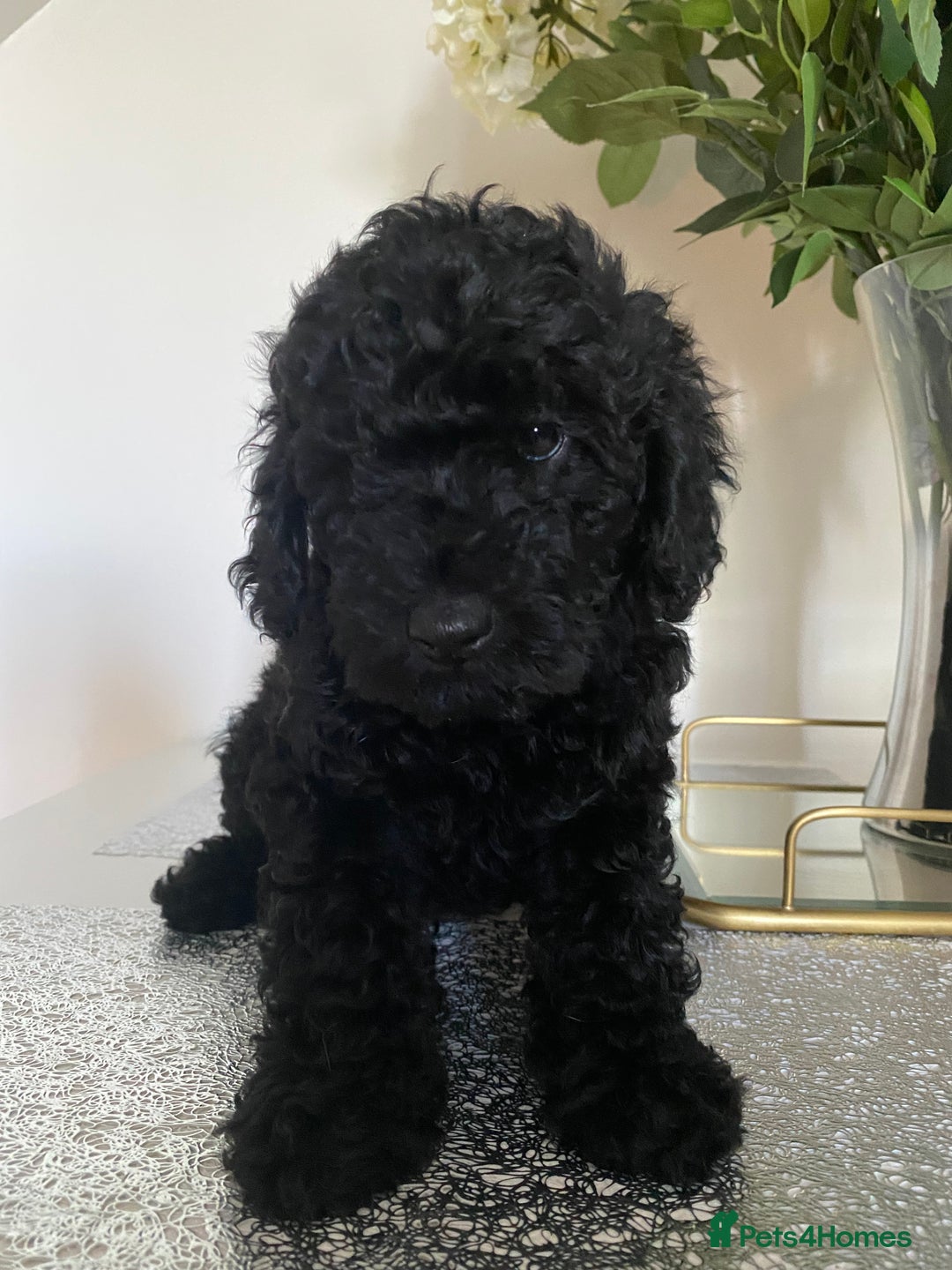 Miniature Poodle dogs for sale: Beautiful miniature poodles  - Advert 15