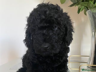Miniature Poodle dogs Beautiful miniature poodles - Advert 2