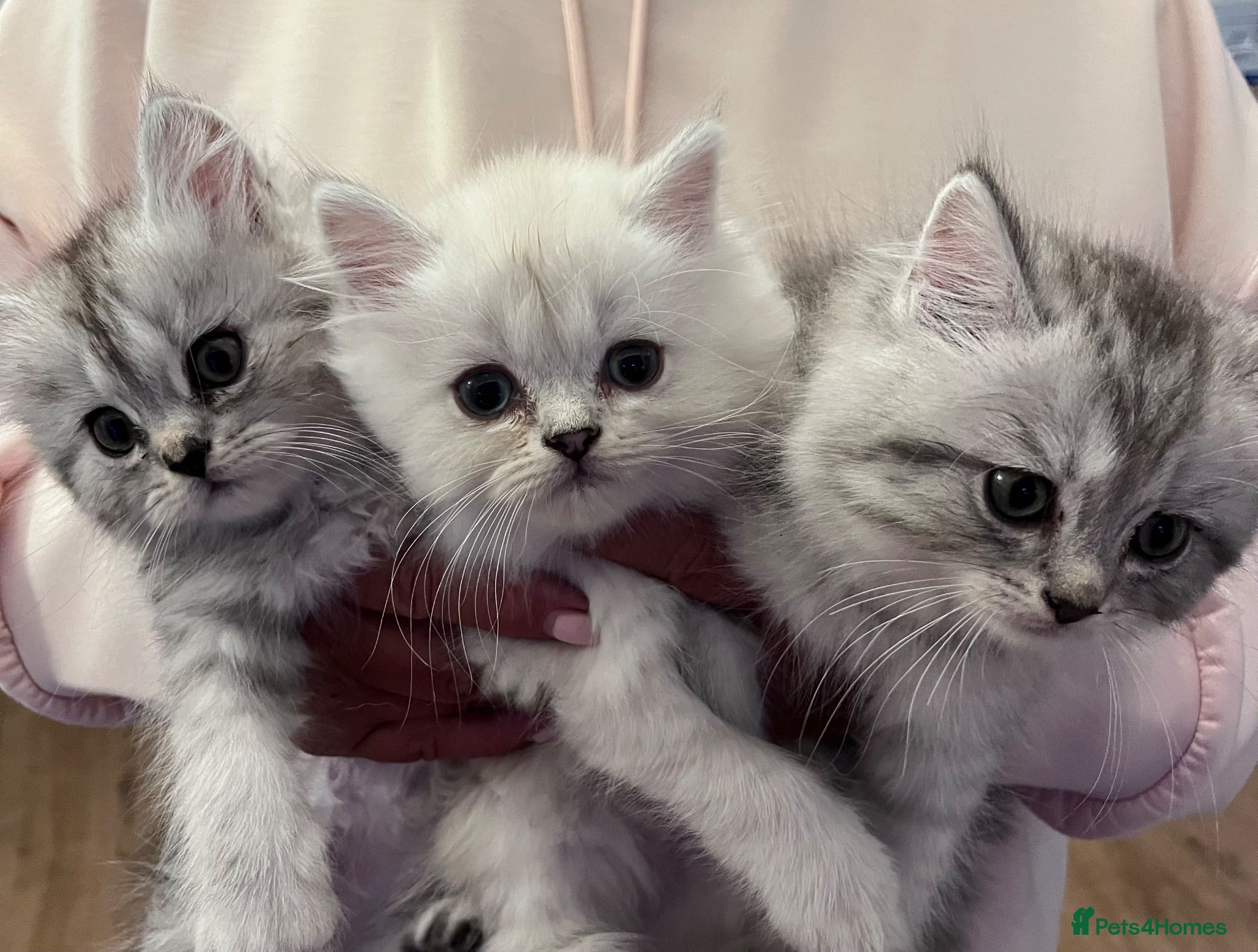 Persian cats 💕Simply Stunning PKD neg Persian kittens💕 - Advert 1