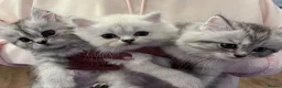 Persian cats for sale: 💕Simply Stunning PKD neg Persian kittens💕 - Advert 1