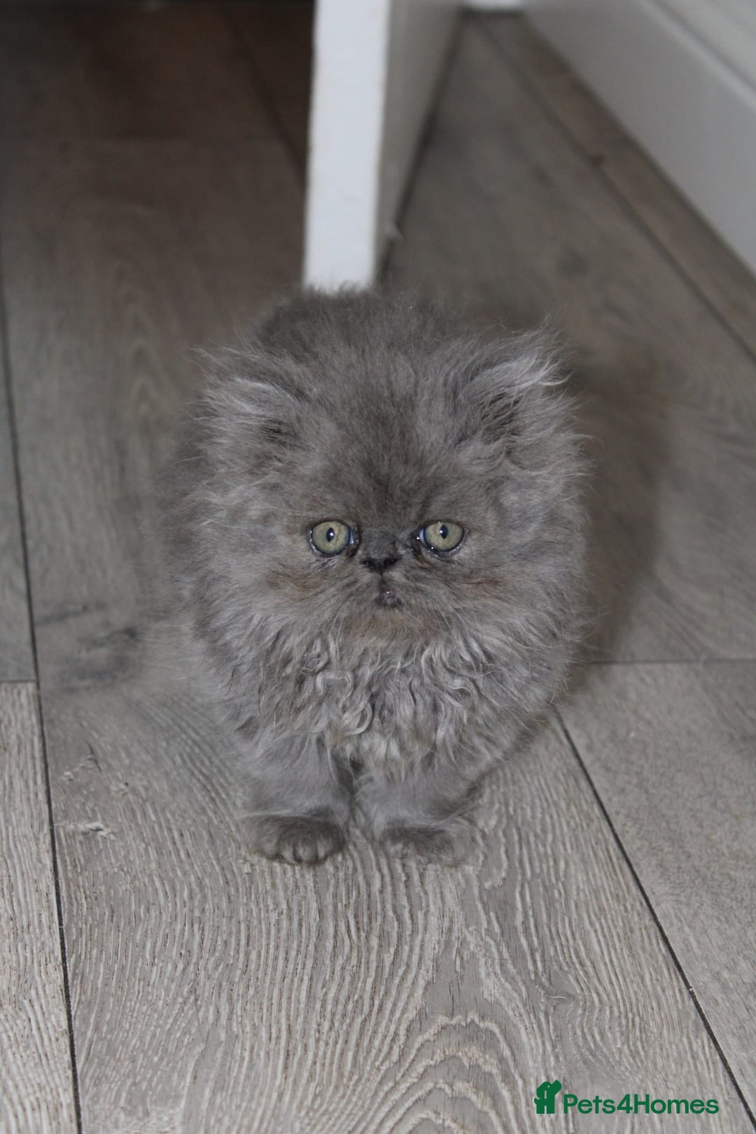 Persian cats for sale: Beautiful Female Kittens Ready for Loving Homes - Advert 9