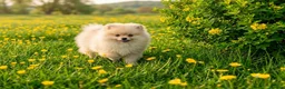 Pomeranian dogs for sale: KC Pomeranian Puppies for sale - Advert 8