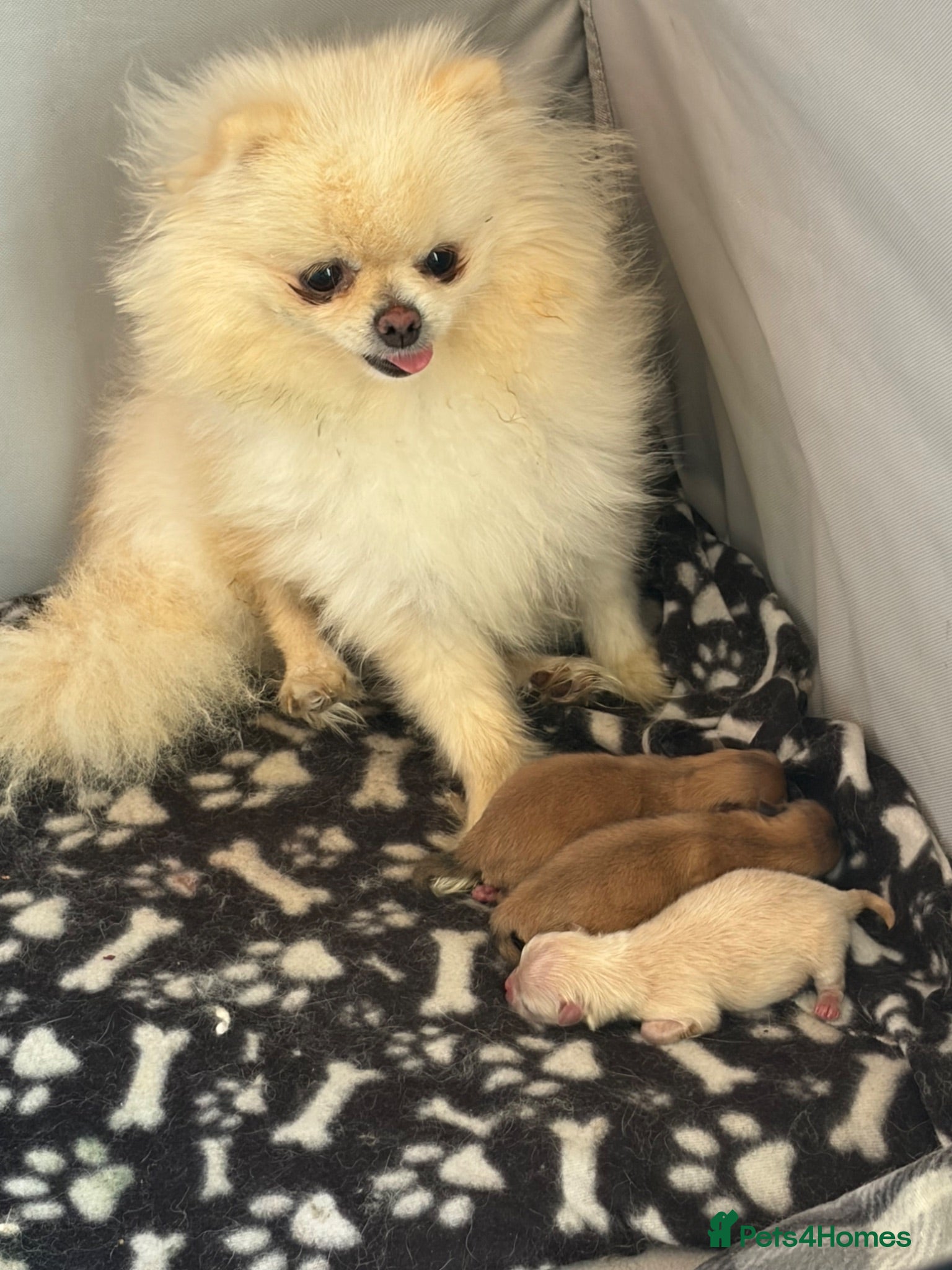 Pomeranian dogs Pomeranian puppies for sale - Advert 10