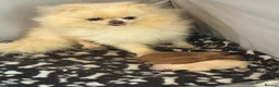 Pomeranian dogs for sale: Pomeranian puppies for sale - Advert 1