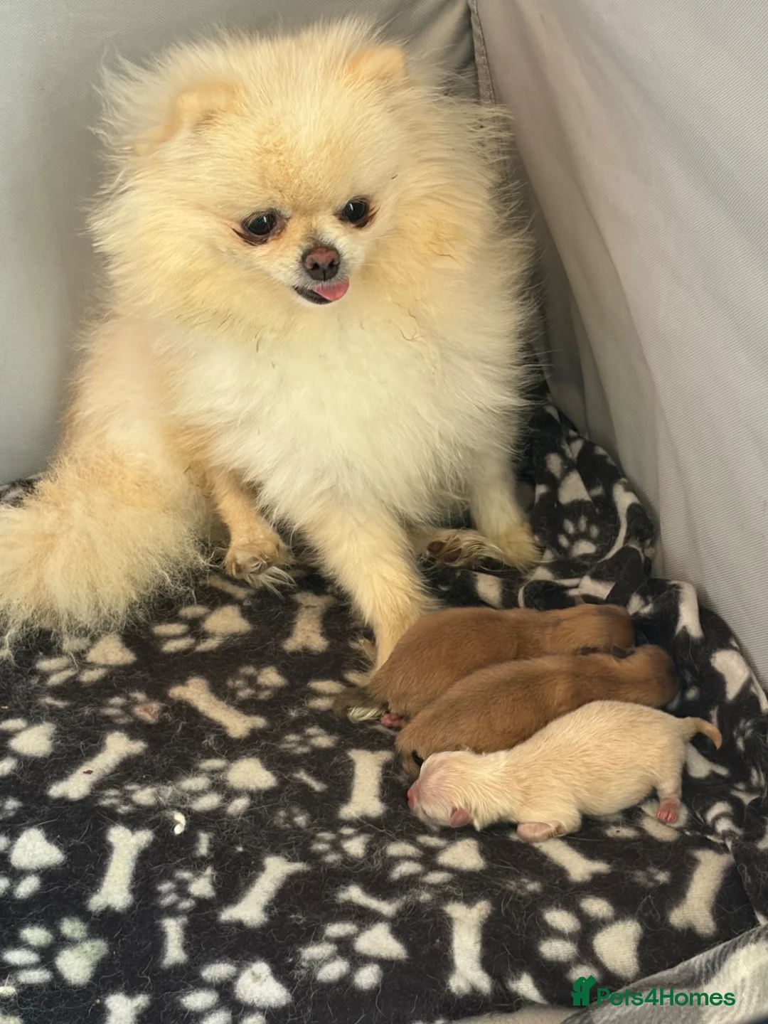 Pomeranian dogs for sale: Pomeranian puppies for sale - Advert 1