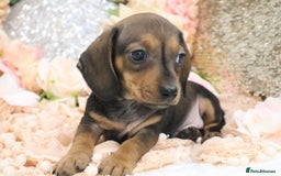 Miniature Dachshund dogs for sale: KC Registered Miniature Dachshund Puppies - Image 7