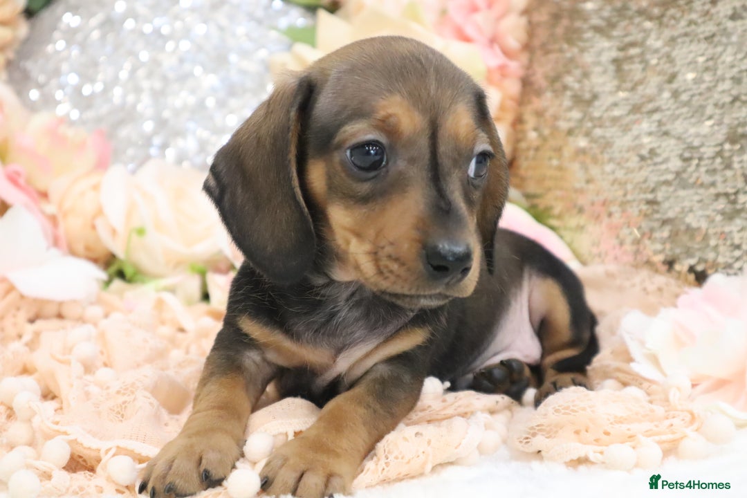 Miniature Dachshund dogs for sale: KC Registered Miniature Dachshund Puppies - Image 7
