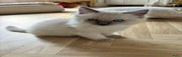 Ragdoll cats for sale: Fluffy, Cute Ragdolls for sale. Indoor Only 🧸 - Advert 14