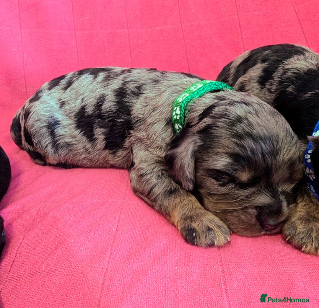 Cavapoo dogs for sale: Beautiful Phantom Merle and Phantom Cavapoos - Image 16