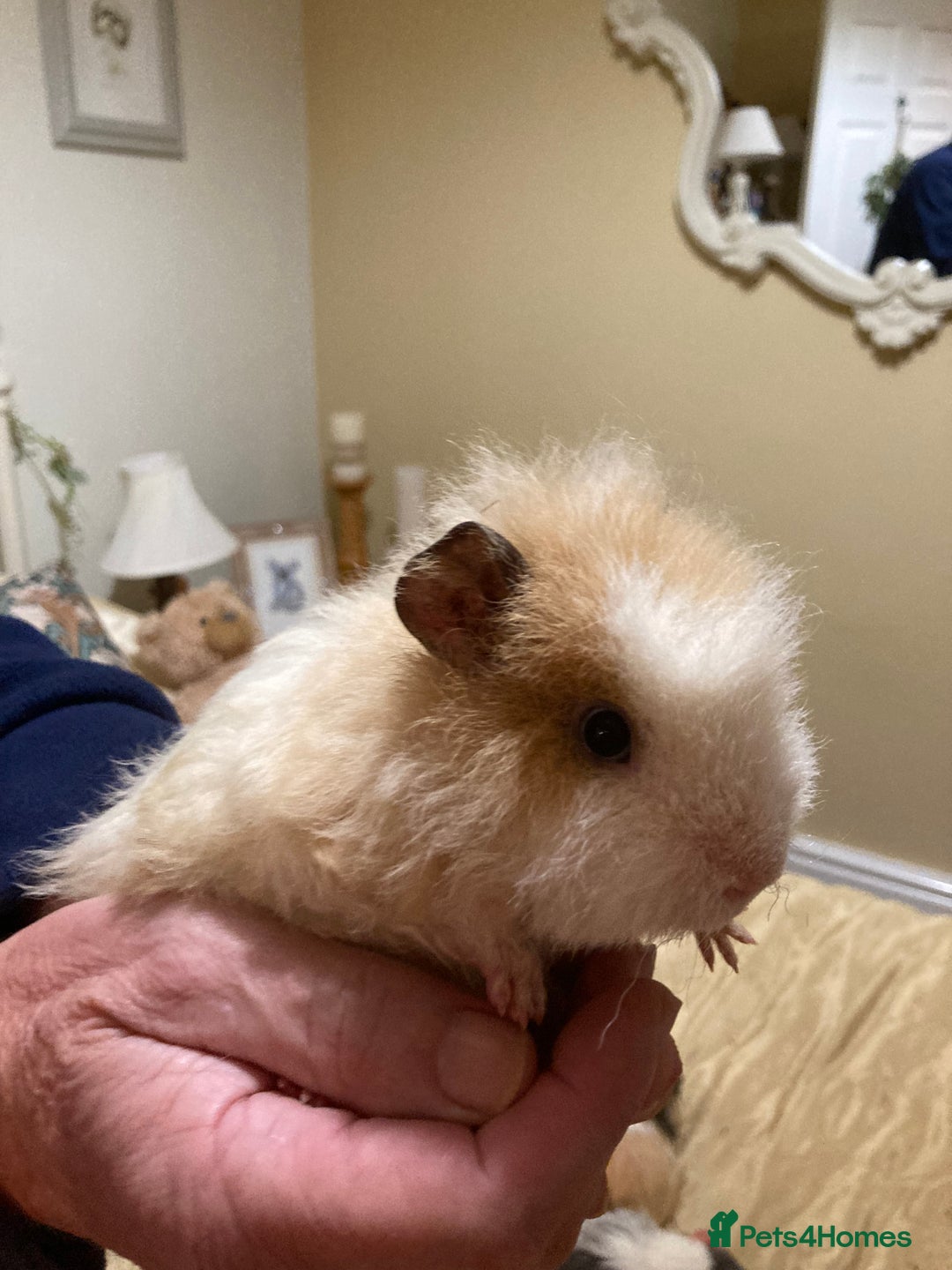 Guinea Pig rodents for sale: 5 gorgeous female Guinea pigs for sale - Advert 12