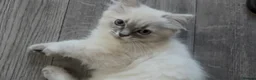 Ragdoll cats for sale: ***Last little girl***ready next week*** - Advert 4