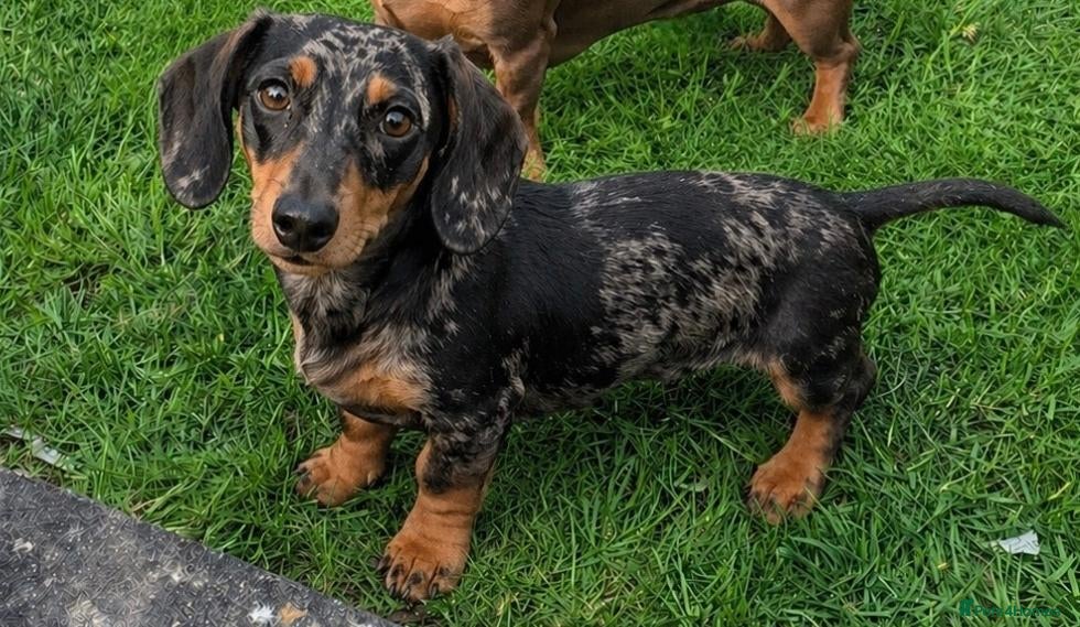 Miniature Dachshund dogs Miniature Dachshund  - Advert 1