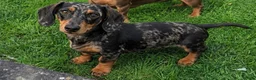 Miniature Dachshund dogs for sale: Miniature Dachshund  in Cannock - Advert 1