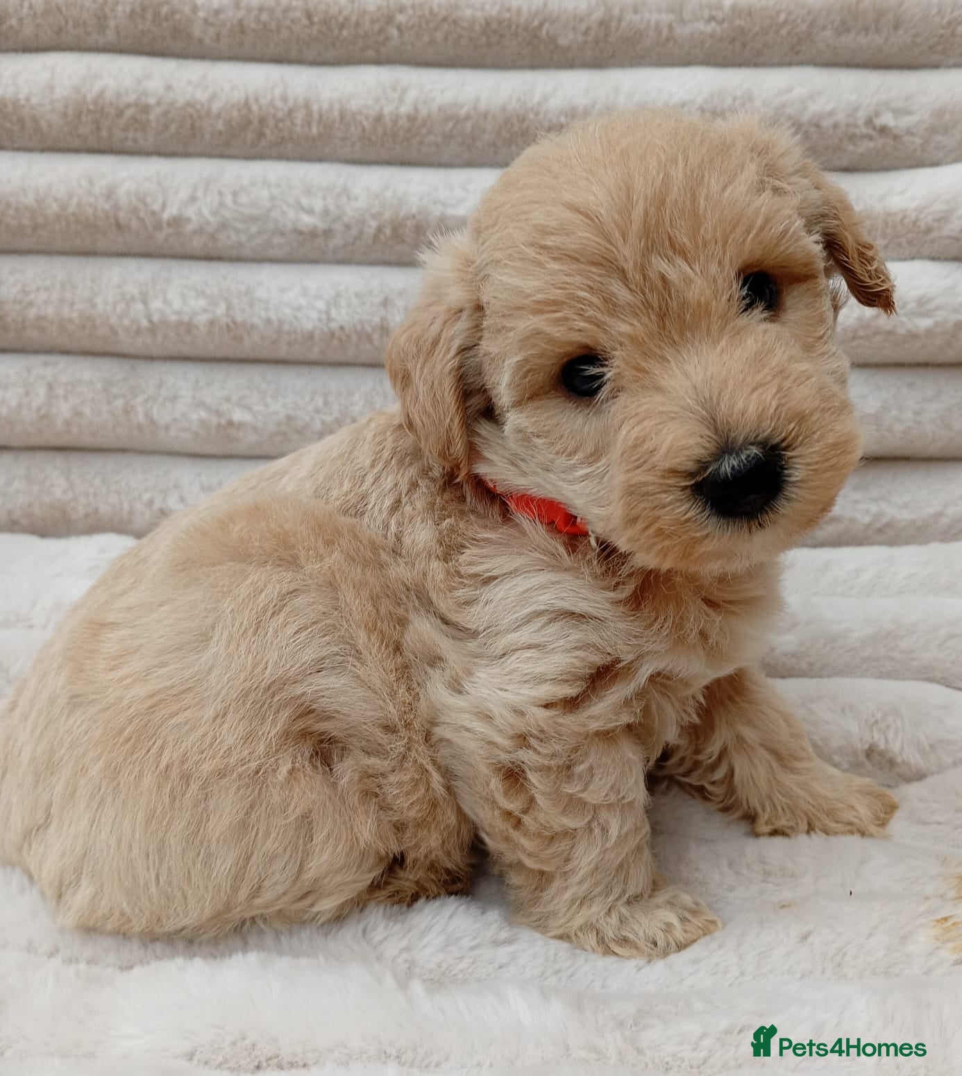 West Highland Terrier dogs Westiepoo puppies  - Advert 1