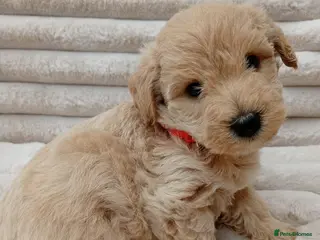 West Highland Terrier dogs Westiepoo puppies - Advert 1