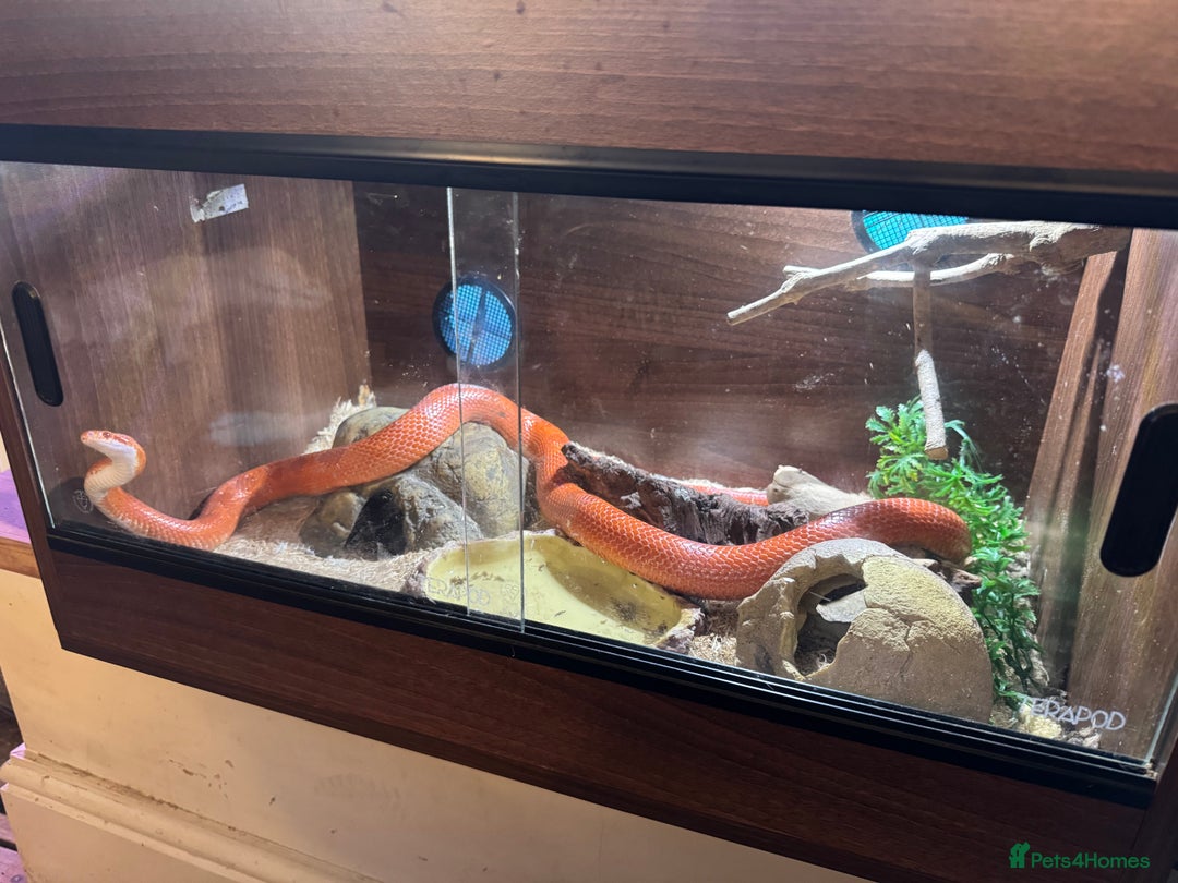 Corn Snake reptiles for sale: Orange corn snake  - Image 3