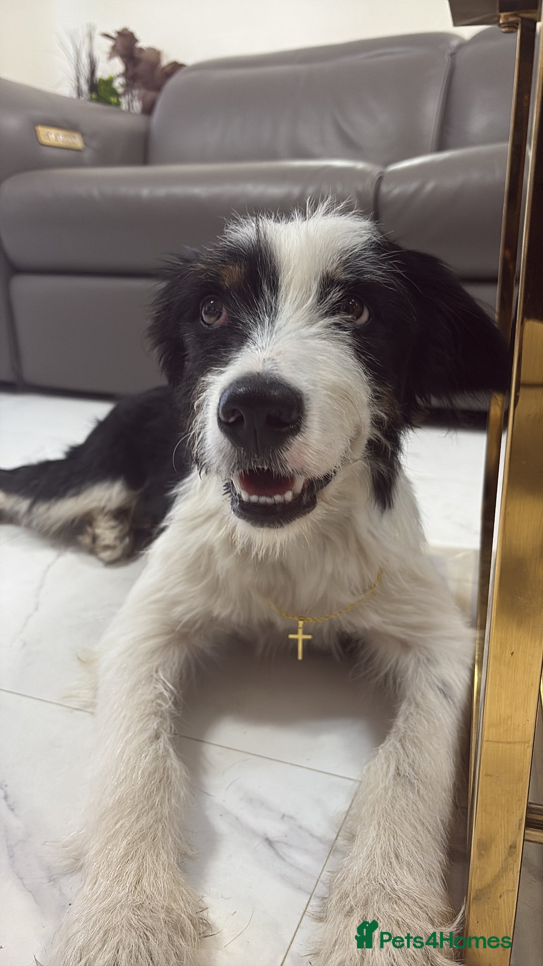 Mixed Breed dogs for stud: Border Collie × Bearded Collie Dog – 1 Year Old - Advert 6