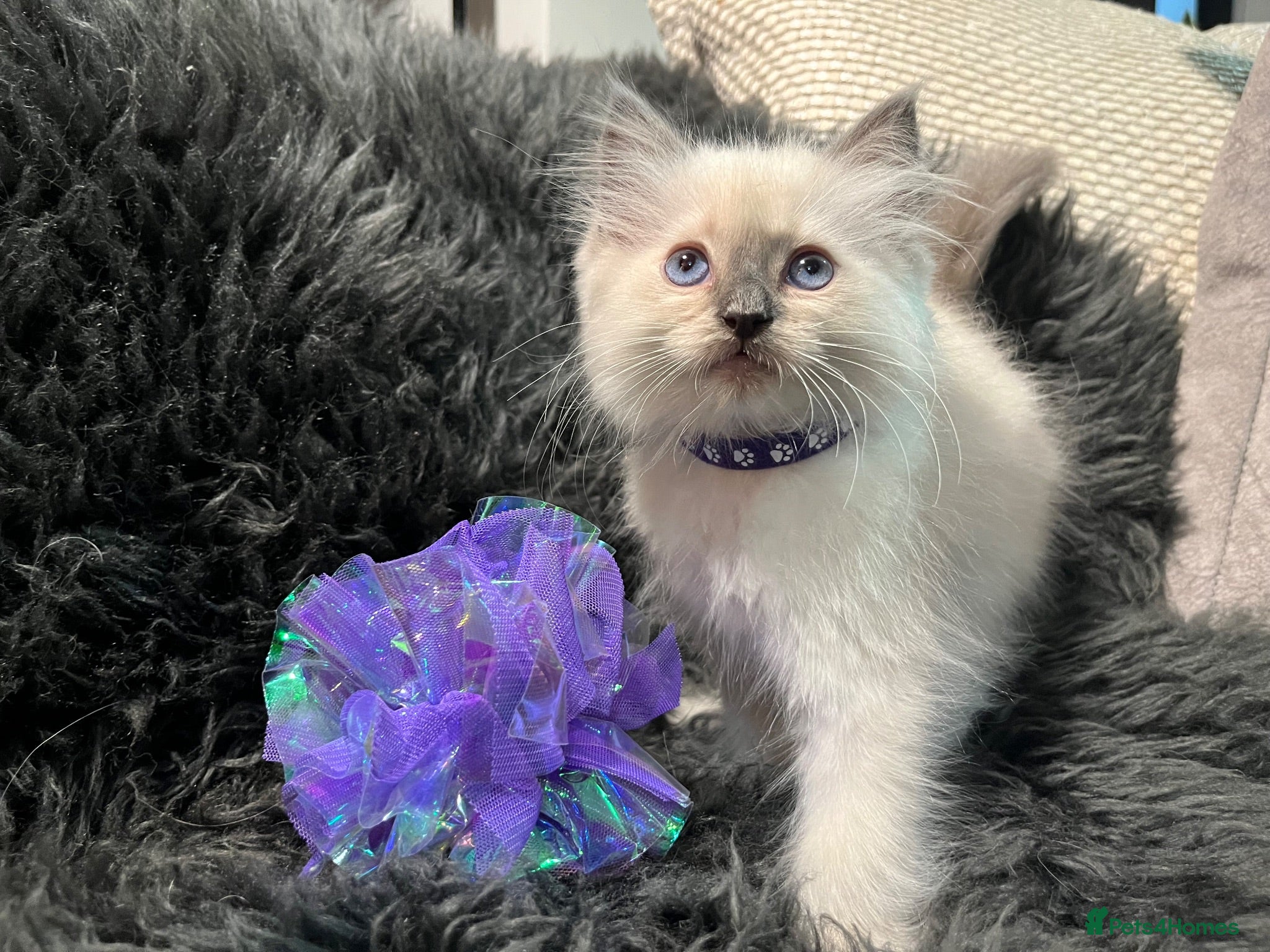 Ragdoll cats ❤️Ready for loving Home Ragdoll Kittens 😍 - Advert 1