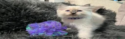 Ragdoll cats for sale: ❤️Beautiful baby girl 😍 - Advert 1